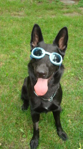 Orex in his baby blue doggles for dusty and brush situations