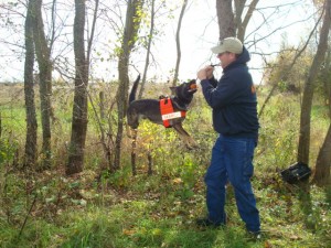 SAR dogs search for play